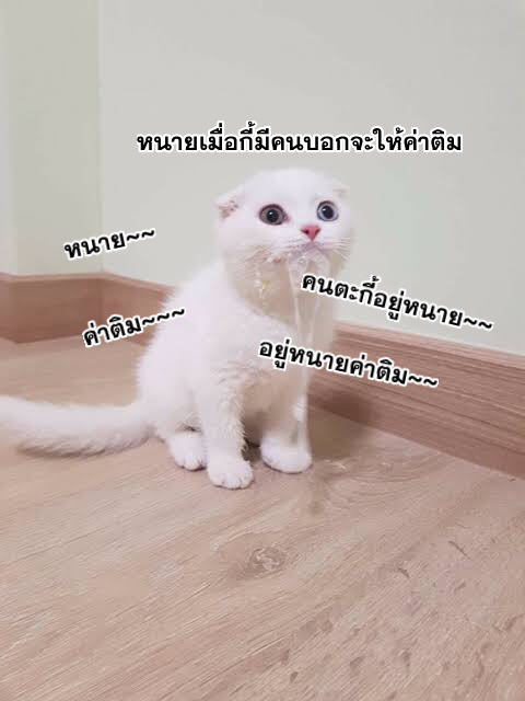 i eat soft rice in another world ตอนที่ 46 หน้า 49