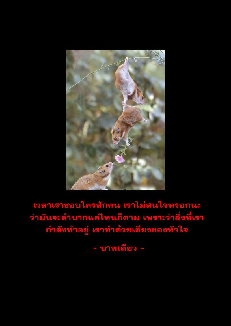 พยัคฆ์ X กระเรียน มหาเวทย์ผนึกมาร ตอนที่ 17 หน้า 17